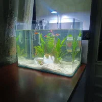 آکواریوم فانتزی و ماهی