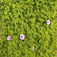 ویژه بانوان هنرمند