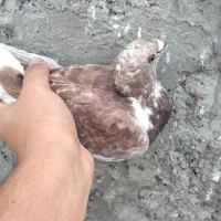 قوردی ماده