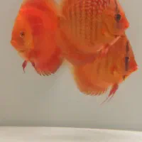 ماهی دیسکس آکواریوم|ماهی|فردیس, قریشی|دیوار