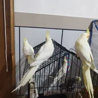 فروش عروس هلندی دستی