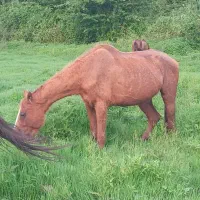 مادیان خارجی|اسب و تجهیزات اسب‌سواری|خشکبیجار, |دیوار