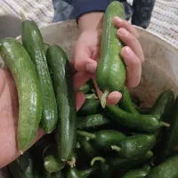 خیار قلمی