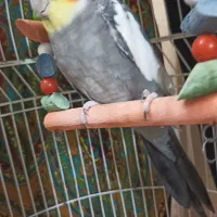 عروس هلندی ۷۰۰