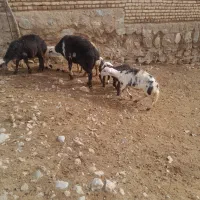 قوچ پلنگی نامی اصیل