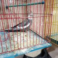 کبوتر  ..طوقی دوبر