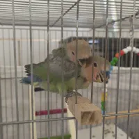 جوجه کوتوله برزیلی|پرنده|شهرضا, |دیوار