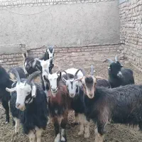 فروش بزغاله نر وماده|حیوانات مزرعه|جوادآباد, |دیوار