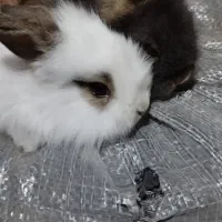 بچه خرگوش لیو هند و لپ|موش و خرگوش|پاوه, |دیوار