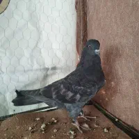 کبوتر زاغ
