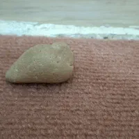 فسیل حلزون|کلکسیون اشیاء عتیقه|بندر گناوه, |دیوار