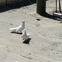 کبوتر سفید مجپر بوشهری اصل