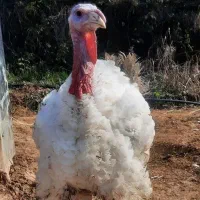 فروش عمده مرغ و خروس و بوقلمون زنده