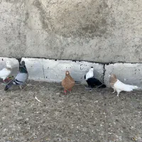 کبوتر پرشی رنگی