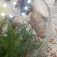 حلرزون بزرگ درمانی