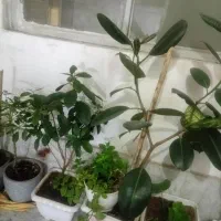 تعداد ۱۱ عدد گلدان گل زیبا و سرحال فروش همه باهم