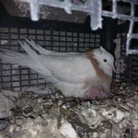 یه کت|پرنده|پلدختر, |دیوار