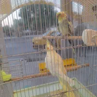 فروش  یک جفت عروس هلندی