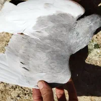 کبوتر شهری یال چپ الماسی گلدار|پرنده|شیراز, شهرک جماران|دیوار