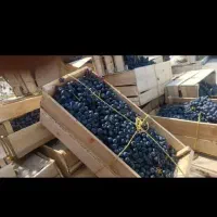 فروش انگور سیاه سردشت درجه یک