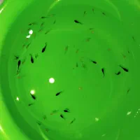 بچه گوپی  نژاد کبرای باله بلند|ماهی|تهران, شمس‌آباد|دیوار