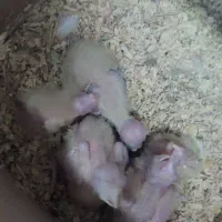 تعدادی جوجه سرلاکی عروس هلندی نژاد های مختلف|پرنده|مرودشت, کناره|دیوار