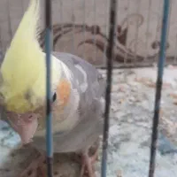 عروس هلندی بالغ