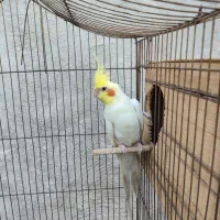 عروس هلندی مولد .با قفس لونه همه چی .