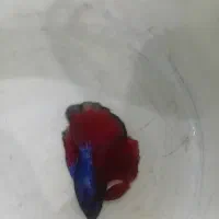 ماهی فایتر مولد|ماهی|مشهد, گوهرشاد|دیوار