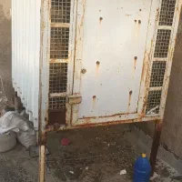 گنجه کله کبوتر