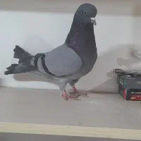 کبوتر بلندی