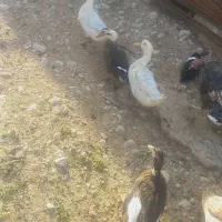 اوردک و مرغ سفید|حیوانات|دهدشت, |دیوار