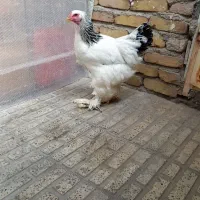 مرغ برهما لایت