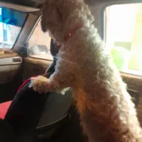 سگ نر شیتزو(توضیحات بخونید)