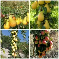 انواع مختلف ارقام نهال پسته ،بادام،میوه|خدمات باغبانی و درختکاری|قائمشهر, |دیوار