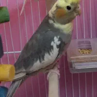 عروس هلندی ۲ماهه