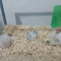 همستر|موش و خرگوش|شیراز, سلطان آباد|دیوار