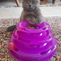 گربه اسکاتیش فولد اصل ماده چشم نارنجی|گربه|کرمان, |دیوار