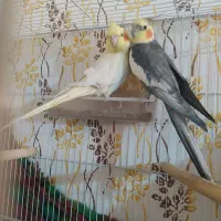 یک جفت عروس هلندی