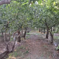 باغ جنگلی ۳۰۰متری /شهریار کردامیر/مفت کاسبی