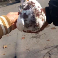 کفتر|پرنده|گرگان, |دیوار