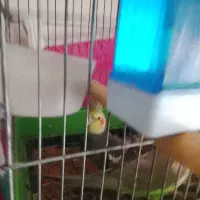 عروس هلندی|پرنده|پیرانشهر, |دیوار