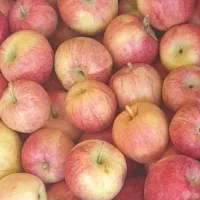 سیب گلابی ارگانیک|خوردنی و آشامیدنی|بابا حیدر, |دیوار