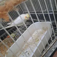 عروس هلندی|پرنده|پاکدشت, حصار امیر|دیوار