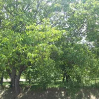 آلوی عمده خوانسار