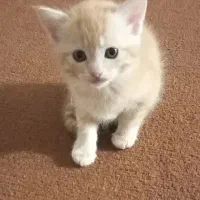 سرپرستی گربه ۲ماهه