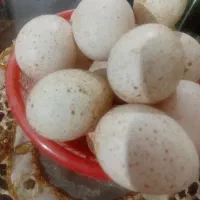 تخم بوقلمون