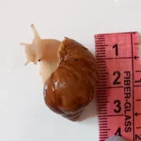 ۱۳۷تا جوجه حلزون ۳تومن