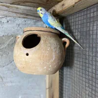 مرغ عشق با جوجه