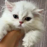 بچه گربه بریتیش سیلور میخوام
